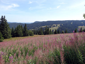 Titisee - Feldberg