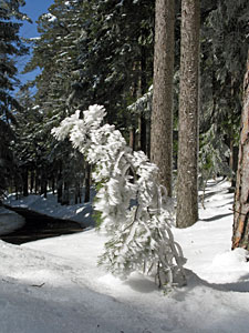 Winter im Dobel, Schwarzenbach, Windkapf und Oehle