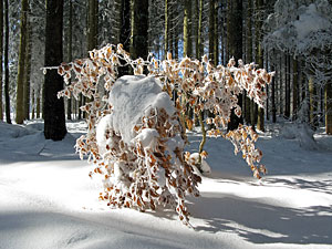 Winter im Dobel, Schwarzenbach, Windkapf und Oehle