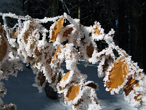 Winter im Dobel, Schwarzenbach, Windkapf und Oehle