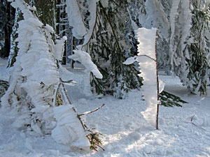 Winter im Dobel, Schwarzenbach, Windkapf und Oehle