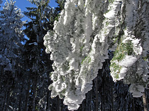 Winter im Dobel, Schwarzenbach, Windkapf und Oehle
