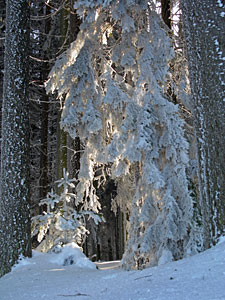 Winter im Dobel, Schwarzenbach, Windkapf und Oehle