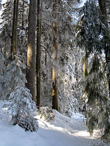 Winter im Dobel, Schwarzenbach, Windkapf und Oehle