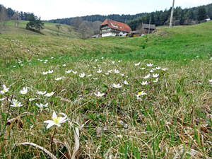 Der Frhling in Tennenbronn 2014