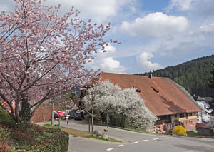 Der Frhling in Tennenbronn 2014