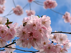 Der Frhling in Tennenbronn 2014