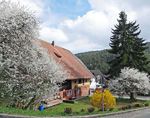 Der Frhling in Tennenbronn 2014