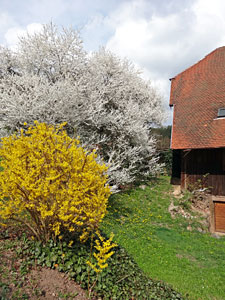 Der Frhling in Tennenbronn 2014