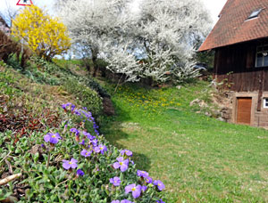 Der Frhling in Tennenbronn 2014