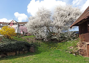Der Frhling in Tennenbronn 2014