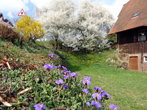 Der Frhling in Tennenbronn 2014