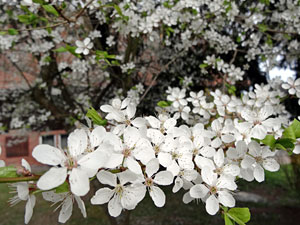 Der Frhling in Tennenbronn 2014