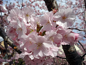 Der Frhling in Tennenbronn 2014