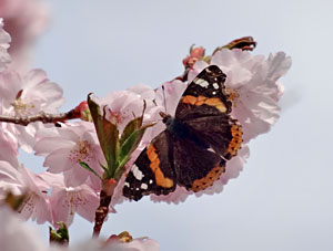 Der Frhling in Tennenbronn 2014