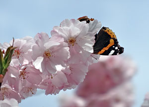 Der Frhling in Tennenbronn 2014