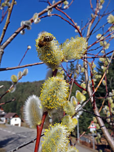 Der Frhling in Tennenbronn 2014