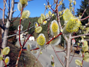 Der Frhling in Tennenbronn 2014