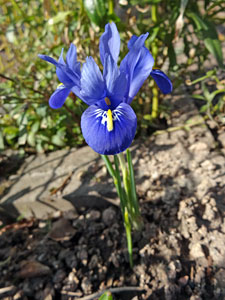 Der Frhling in Tennenbronn 2014
