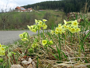 Der Frhling in Tennenbronn 2014