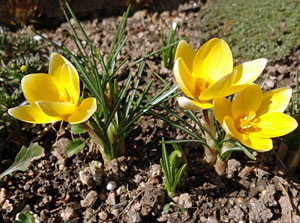 Der Frhling in Tennenbronn 2014