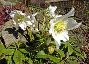 Der Frhling in Tennenbronn 2014
