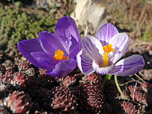 Der Frhling in Tennenbronn 2014