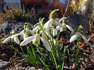 Der Frhling in Tennenbronn 2014