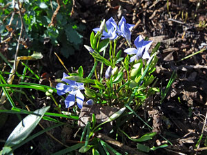 Der Frhling in Tennenbronn 2014