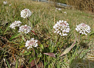 Der Frhling in Tennenbronn 2014