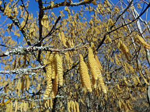 Der Frhling in Tennenbronn 2014