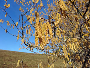 Der Frhling in Tennenbronn 2014
