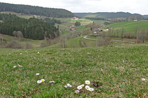 Der Frhling in Tennenbronn 2014