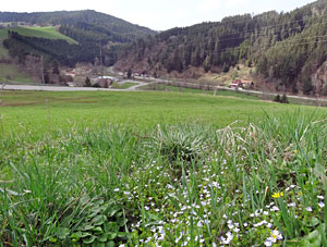 Der Frhling in Tennenbronn 2014
