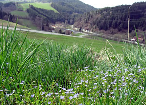 Der Frhling in Tennenbronn 2014