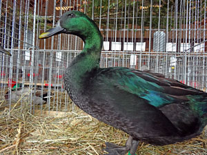 Geflgelausstellung