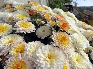 Herbst in Tennenbronn