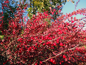 Herbst in Tennenbronn