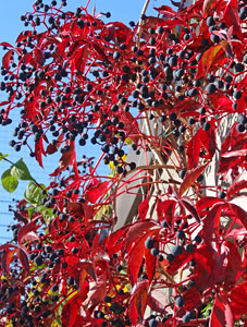 Herbst in Tennenbronn