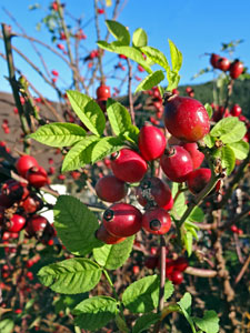 Herbst in Tennenbronn