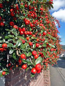 Herbst in Tennenbronn
