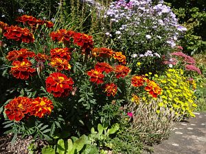 Herbst in Tennenbronn Herbst in Tennenbronn
