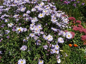 Herbst in Tennenbronn