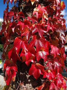 Herbst in Tennenbronn
