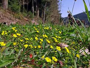 Im Kinzigtal auf dem Wenk- und Tlerweg