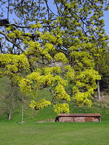 Im Kinzigtal auf dem Wenk- und Tlerweg