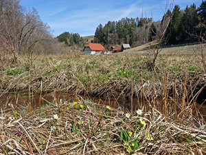 Erste Frhlingsboten auf der Leihwies