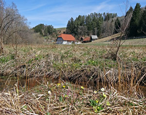 Erste Frhlingsboten auf der Leihwies