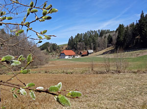 Erste Frhlingsboten auf der Leihwies