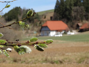 Erste Frhlingsboten auf der Leihwies